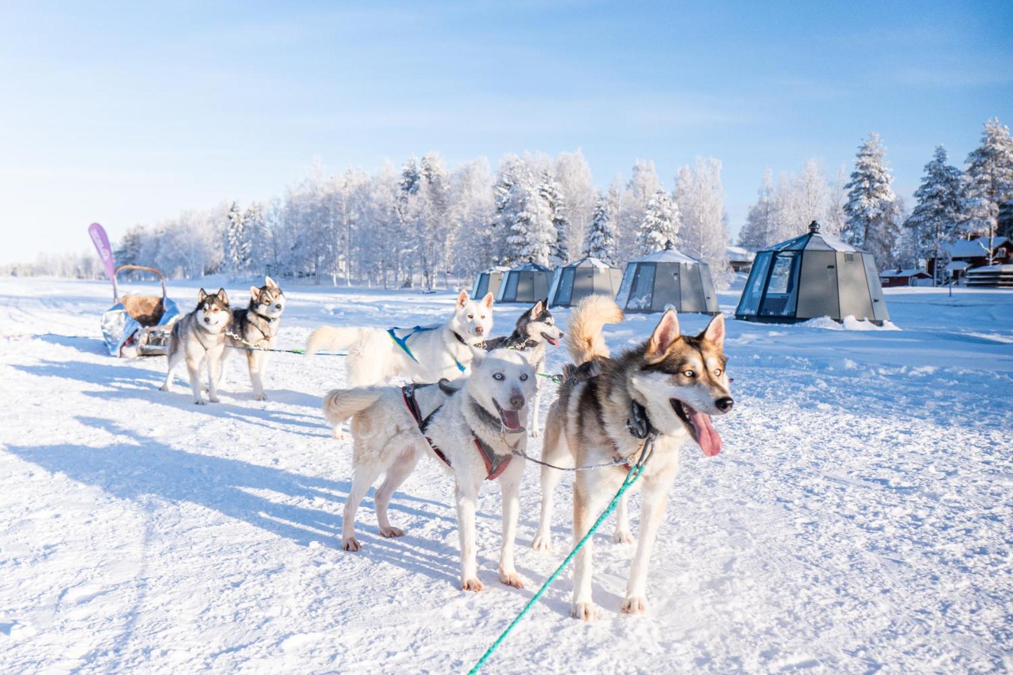 Arctic Guesthouse & Igloos Ranua Exterior foto